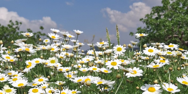 Kapak Fotoğrafı