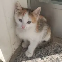 ORVİLLE LOCAR